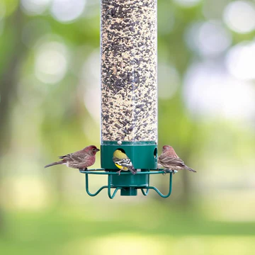 Squirrel Proof Bird Feeder