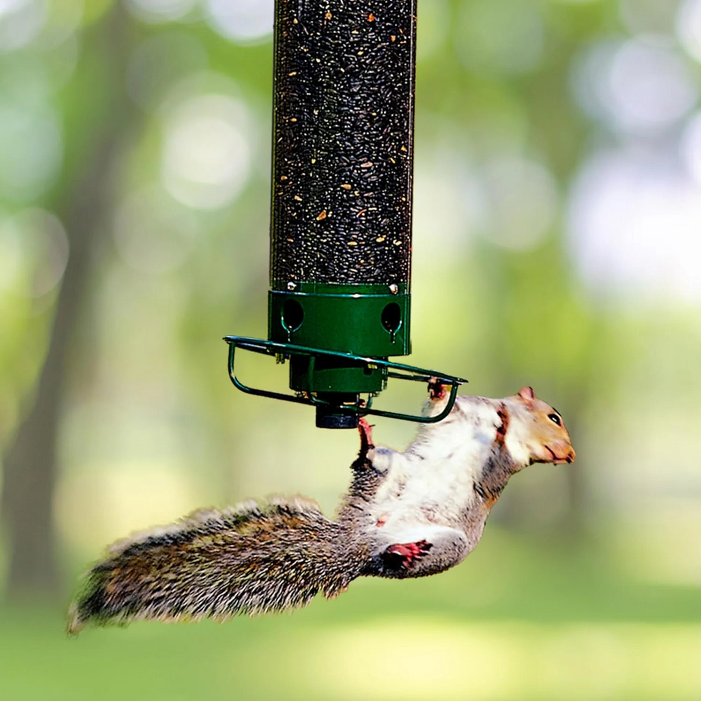 Squirrel Proof Bird Feeder